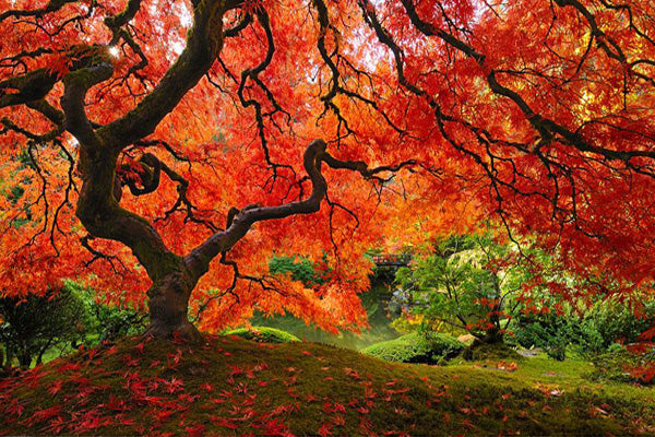 image by https://www.stuffmirror.com/celebrating-fall-colors-autumn-landscape-photos/